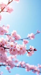 Cherry Blossoms in Full Bloom Against a Clear Blue Sky