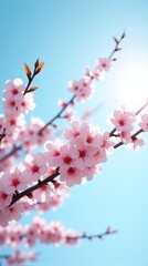 Obraz premium Cherry Blossoms in Full Bloom Against a Clear Blue Sky