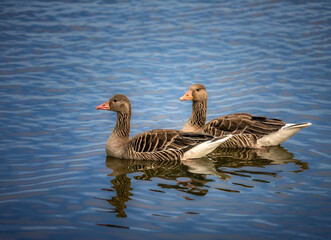 Greylag goose couple swimming in the water
