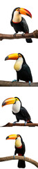 Fototapeta premium Colorful toucan perched on a branch, showcasing its vibrant beak and plumage, isolated on a white background.