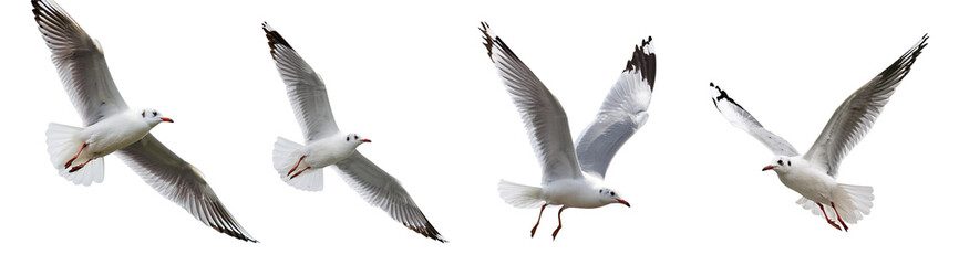 Seagulls in flight, isolated on a white background.