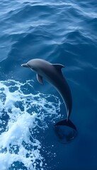 Obraz premium A dolphin leaping out of the water, creating a dynamic and graceful scene.