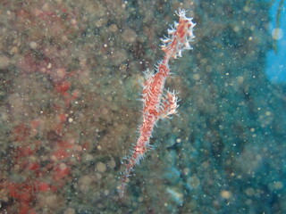 ソフトコーラルの近くを泳ぐ赤い魚のニシキフウライウオ