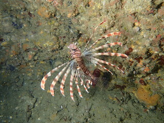 海を岩場を泳ぐハナミノカサゴ