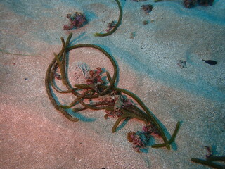 海の砂地に生える海藻のナガミル