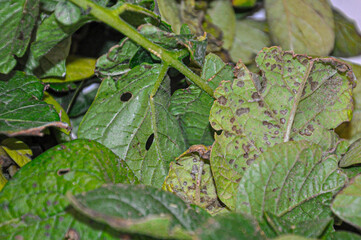 Potato leaves affected by alternariosis (Alternaria solani)
