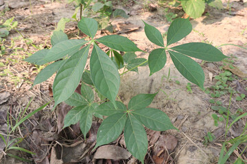 bombax ceiba cotton tree plant on field