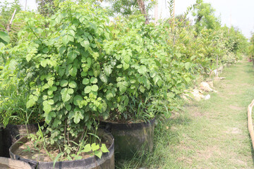 Cape Honeysuckle flower, medicinal plant on nursery