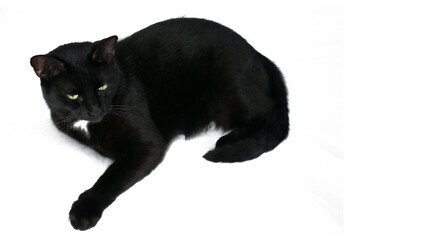 The black cat is lying with its paws up, its belly is open. Isolated on a white background. Banner.