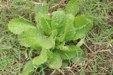 bitter lettuce leaf medicinal plant in field
