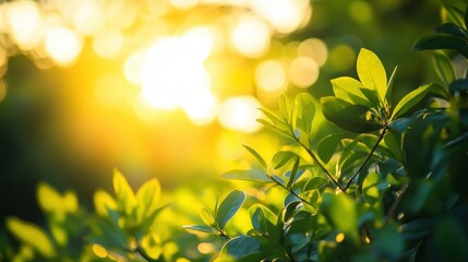 Green Leaves Backlit by a Blurry Sun