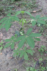 bombax ceiba cotton tree plant on field