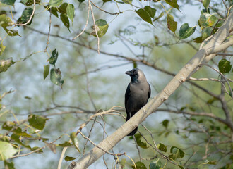 Corvus stare (stare of the crow) 