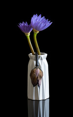 Fresh purple water lilies in white vase and one withered water lily. Black background.