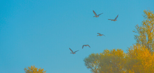 Birds flying in  a morning mist at sunrise,  Almere, Flevoland, The Netherlands, October 5, 2024