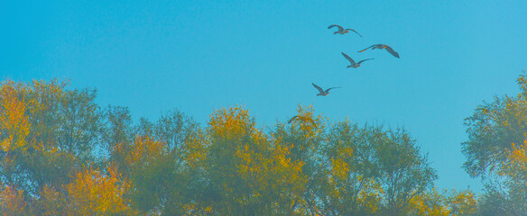 Birds flying in  a morning mist at sunrise,  Almere, Flevoland, The Netherlands, October 5, 2024