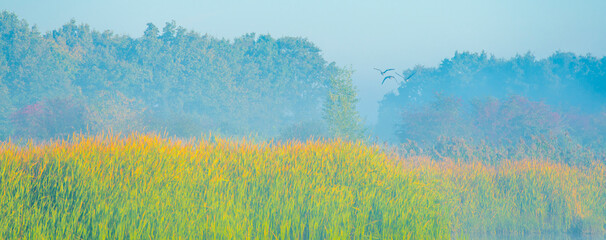 Birds flying in  a morning mist at sunrise,  Almere, Flevoland, The Netherlands, October 5, 2024 © Naj