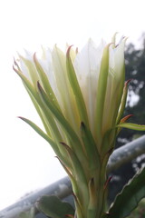 Obraz premium dragon fruit flower on tree in farm