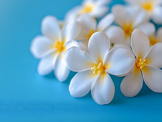 Fototapeta premium Delicate white flowers with yellow centers arranged against a vibrant blue background in a serene setting