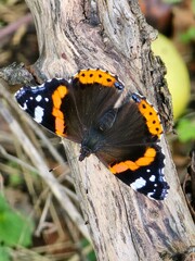 butterfly on a leaf