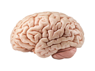 a close up of a brain