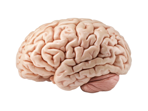 a close up of a brain
