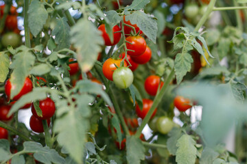 Beautiful red ripe cherry tomatoes grown in a greenhouse