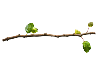 a branch with leaves on it