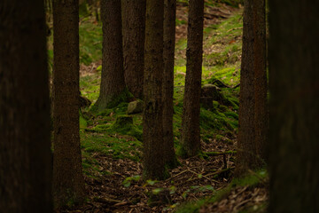 forest, trees, moss, woodland, nature, tranquility, peaceful, wilderness, greenery, foliage, serene, natural, outdoor, scenic, landscape, path, sunlight, atmosphere, adventure, hike, foliage, flora
