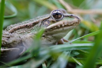 frog in the pond