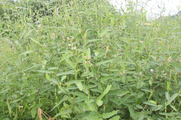 Alysicarpus vaginalis plant on farm