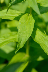 Straw foxglove leaves