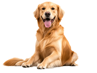 a dog with its tongue out