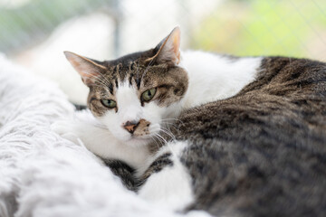 窓辺でくつろぐ猫　キジトラ猫