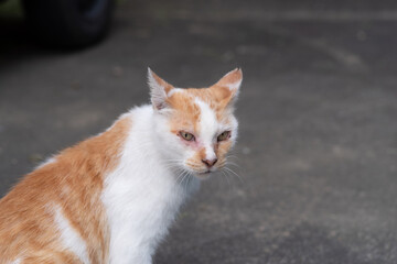座っている猫　茶トラ白