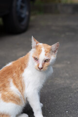 座っている猫　茶トラ白