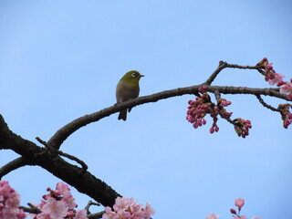 Fototapeta premium bird on a branch