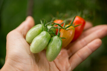 Hand is holding different colored cherry tomatoes