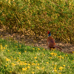 Dzikie zwierzęta w naturalnym środowisku, polowanie na bażanty, długie kolorowe pióra  © Paweł Kacperek