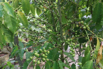 coffee bean on tree in nursery