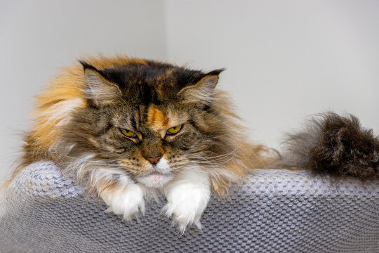 Grimmiger Maine Coon Blick