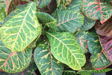 crotons leaf plant on nursery for sell © CMYK MAKER