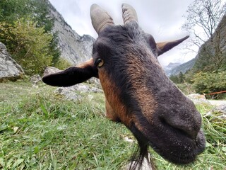 Ziege