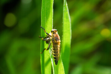 Natural detailed closeup on a Brown Heath Robberfly, Tolmerus cingulatus, eating predating on another fly in the garden