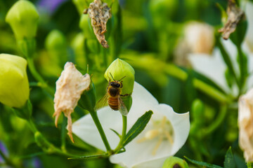 A busy honey bee meticulously pollinating a vibrant green balloon flower bud in a lush, sun-dappled summer garden