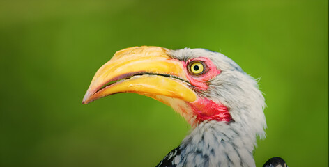 beautiful animal  In a published environment 
 One with nature 
 colorful bird 