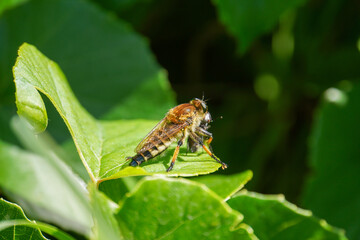 Natural detailed closeup on a Brown Heath Robberfly, Tolmerus cingulatus, eating predating on another fly in the garden