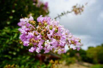 flowers in the garden
