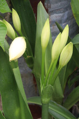 Obraz premium Hymenocallis Bud plant on nursery