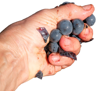 Human hand crushes a handful of purple grapes. Pressing grapes by hand. Wine backstory. The grape of the 2024 year vintage. So many sunny days.